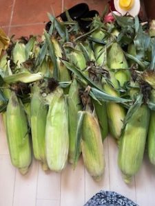 🌽トウモロコシ🌽