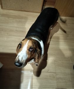 犬の体調不良