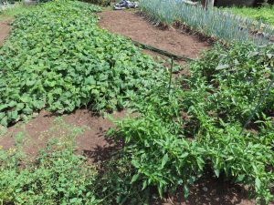 我が家の菜園報告