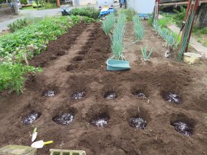我が家の菜園報告