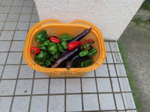 我が家の菜園報告