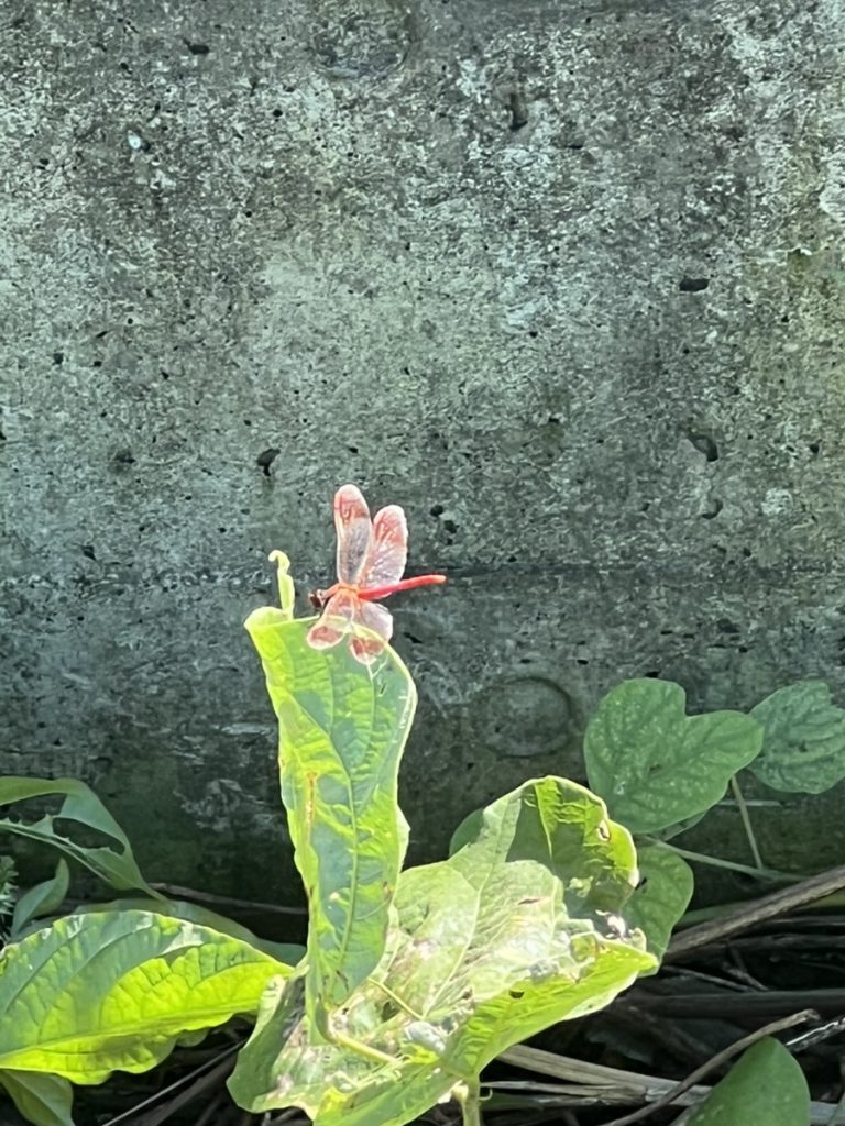 赤とんぼ