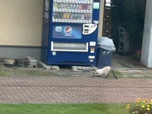 お散歩ですか？