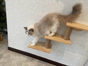 初猫カフェ