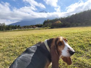 紅葉が進んでいます