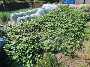 我が家の菜園報告
