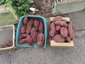 我が家の菜園報告