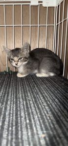 子猫保護