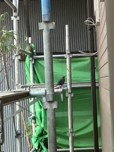 小さな訪問客